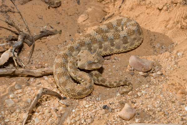 Cerastes cerastes Tunisia